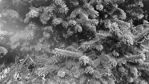 Fir Tree Background And Fog Animation Vídeo Stock 119877247