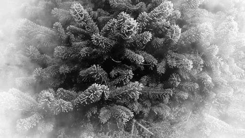 Fir Tree Background And Fog Animation Stockbeeldmateriaal 119878034