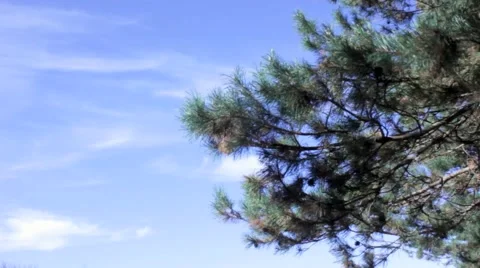 Fir tree background Stock Footage 43075864