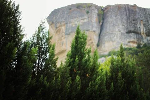 Fir tree on a background of mountains Foto stock