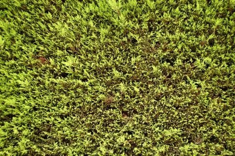 Fir tree background Stock-Fotos