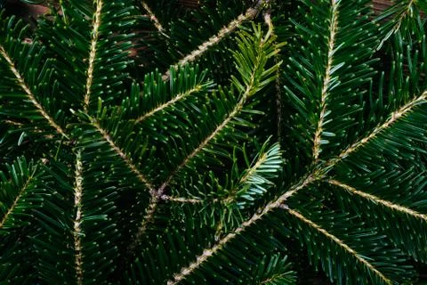 The fir tree background Stock Photos