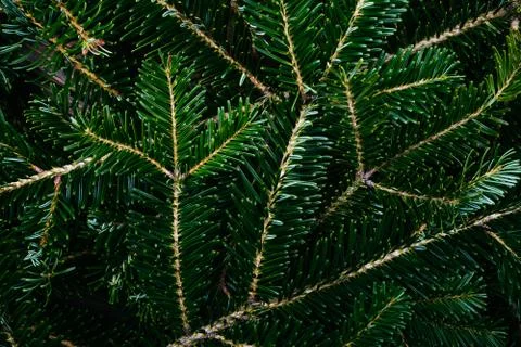 The fir tree background Stock Photos