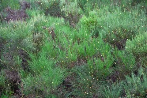 Fir tree background Stock Photos