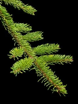 Fir tree barnch Stock Photos