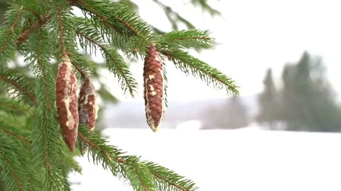 Fir tree with big cones covered in resin in forest near field in white snow Stock Footage 168316798