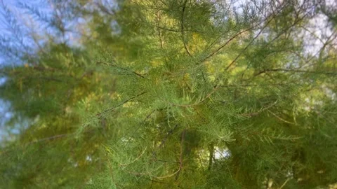 Fir Tree On Bokeh Background Stock Footage 218629500