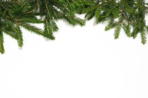 Fir tree border on white background. Stock Photos
