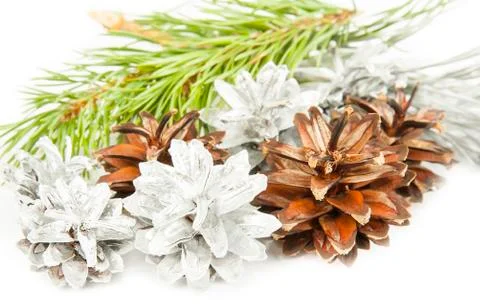 Fir tree branch and silver with brown cones isolated on white Stock Photos