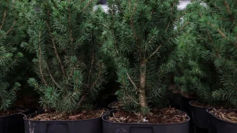 Fir-tree branch on a background. Close-up. Natural green Christmas background.	 Stock Footage 121108647