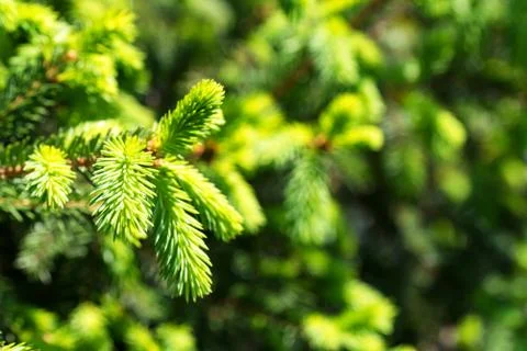 Fir tree branch background close Foto stock