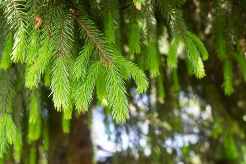 Fir tree branch background close up. Young green needles of fir tree. Selecti Stock Photos