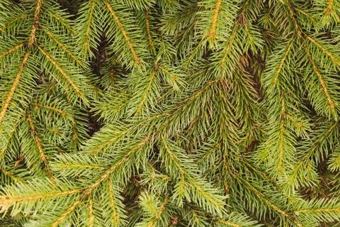 Fir-tree branch background Stock Photos