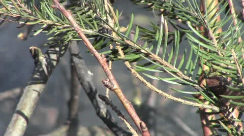Fir tree branch at the burning bonfire Stock Footage 22740073