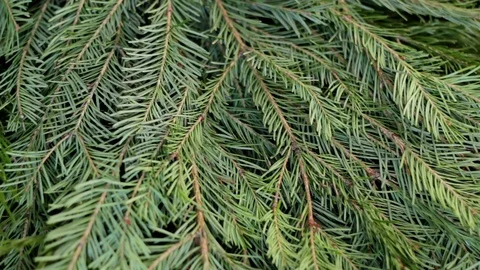Fir-tree branch Christmas cap Stock Footage 70206086