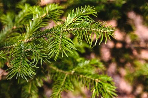 Fir tree branch close up in forest, blurred background Stock Photos