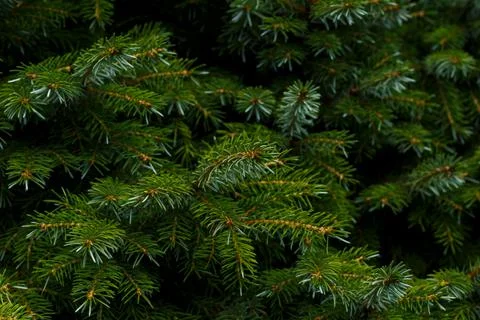 Fir tree branch close up Stock Photos