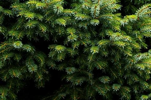 Fir tree branch close up Stock Photos