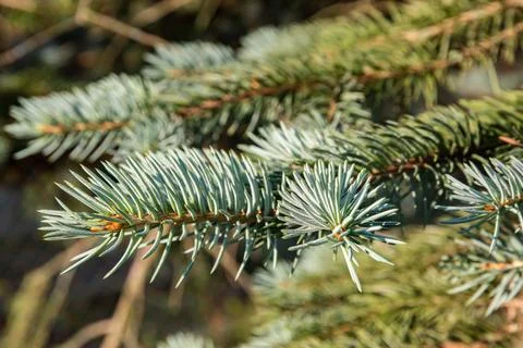 Fir tree branch close-up Stock Photos