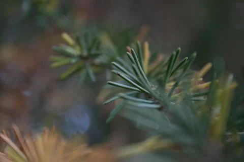 Fir tree branch close up. Shallow focus. Fluffy fir tree brunch close up. Chr Stock Photos