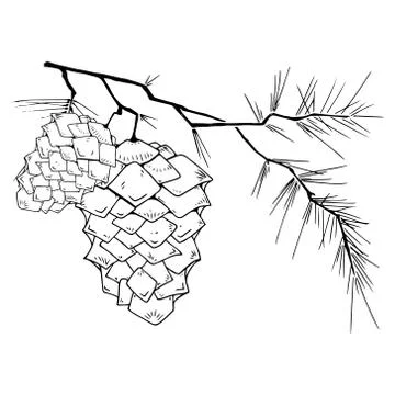 Fir-tree branch with a cone. Stock Illustration