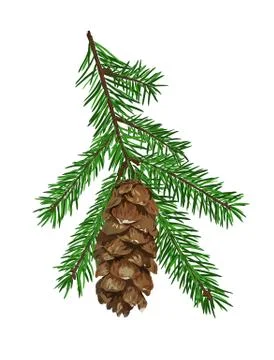 Fir tree branch with cone isolated on white background. Stock Illustration