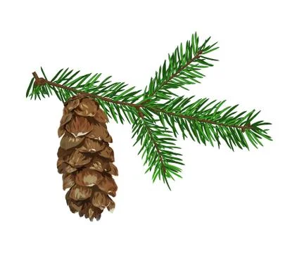 Fir tree branch with cone isolated on white background. Stockillustratie