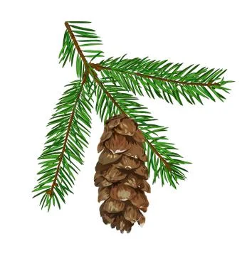 Fir tree branch with cone isolated on white background. Stockillustratie