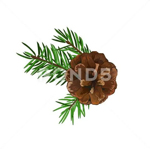 Fir tree branch with cone isolated on white background. Stock Illustration