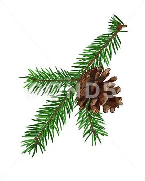 Fir tree branch with cone isolated on white background. Stock Illustration