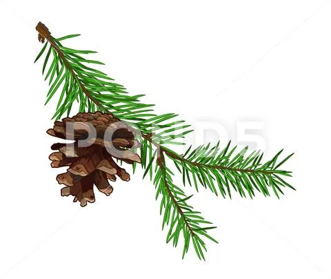Fir tree branch with cone isolated on white background. Stock Illustration