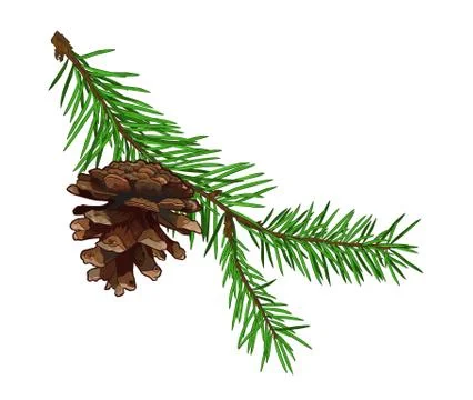Fir tree branch with cone isolated on white background. Stockillustratie