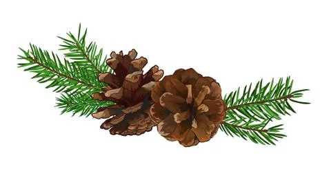 Fir tree branch with cone isolated on white background. Stockillustratie