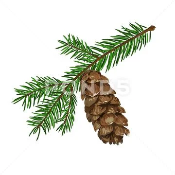 Fir tree branch with cone isolated on white background. Stock Illustration