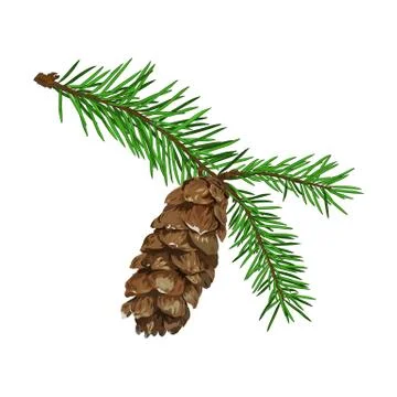 Fir tree branch with cone isolated on white background. Stockillustratie