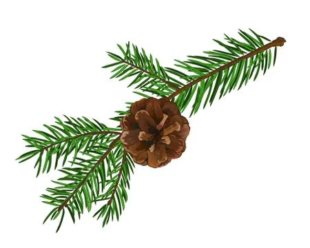 Fir tree branch with cone isolated on white background. Stock Illustration