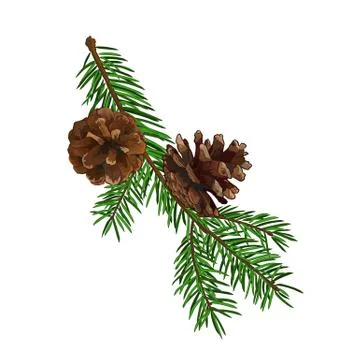 Fir tree branch with cone isolated on white background. Stock Illustration