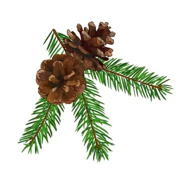 Fir tree branch with cone isolated on white background. Stock Illustration