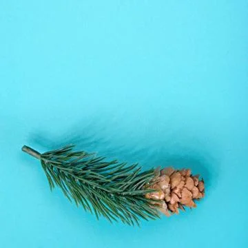 Fir tree branch with cone laying on pastel green metal table. Stock Photos