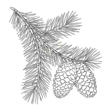 Fir tree Branch with Cones  and Needles  Outline Illustration. Stock Illustration