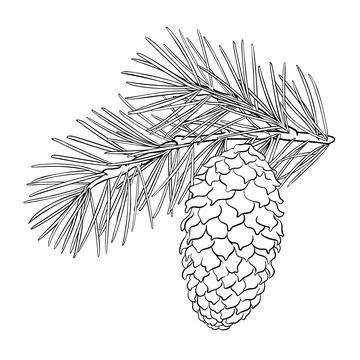Fir tree Branch with Cones  and Needles  Outline Illustration. Illustrazione stock