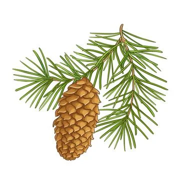 Fir tree Branch with Cones Colored Illustration Stock Illustration