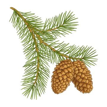 Fir tree Branch with Cones Colored Illustration Stock Illustration