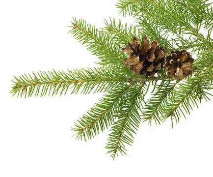 A fir tree branch with cones isolated on white, offering a clean and simple.. Foto stock