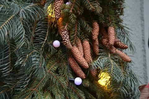 Fir tree branch with cones Stock Photos