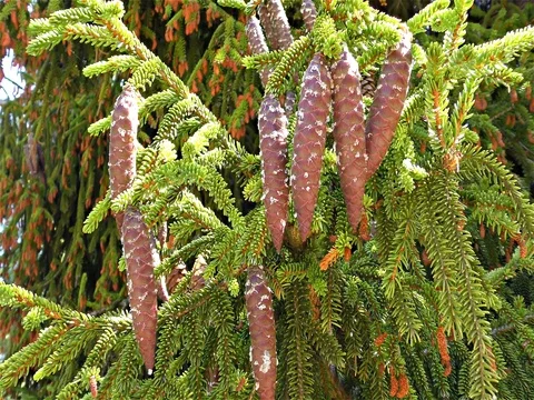 Fir tree branch with cones, slow motion Stock Footage 77065460