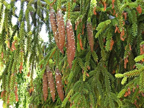 Fir tree branch with cones, slow motion Stock Footage 77065464