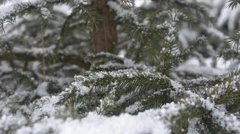 Fir tree branch covered with fresh snow Stock Footage 60355168