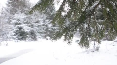 Fir tree branch covered with fresh snow moving slowly due to wind Stock Footage 60355455