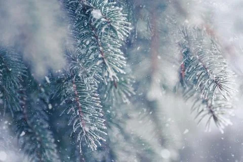 Fir-tree Branch Covered with Frost. Christmas Card with Winter Background. Stock Photos